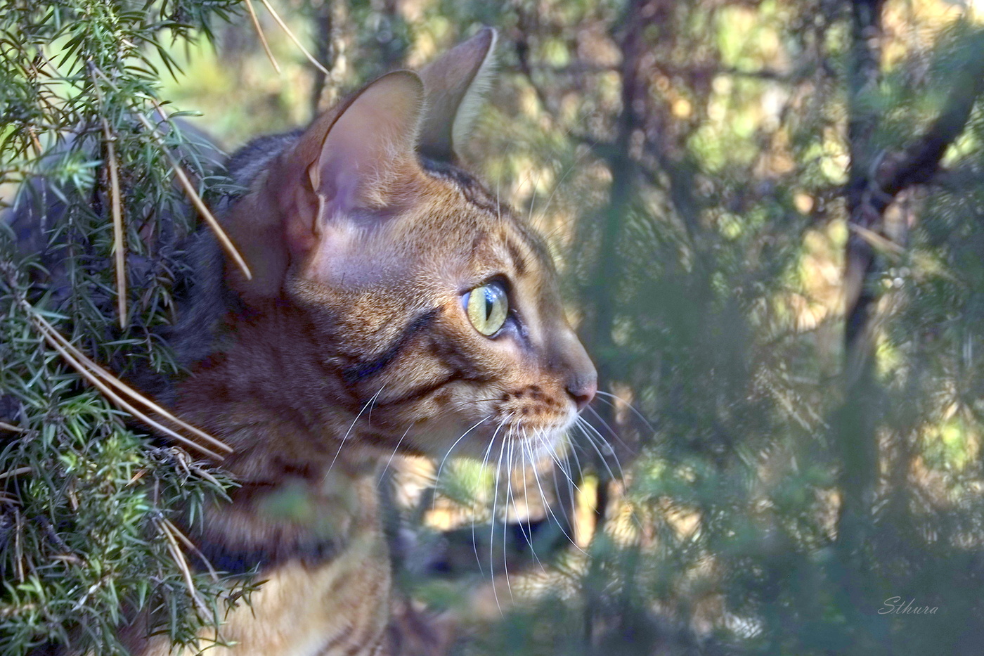Первый раз в лесу.