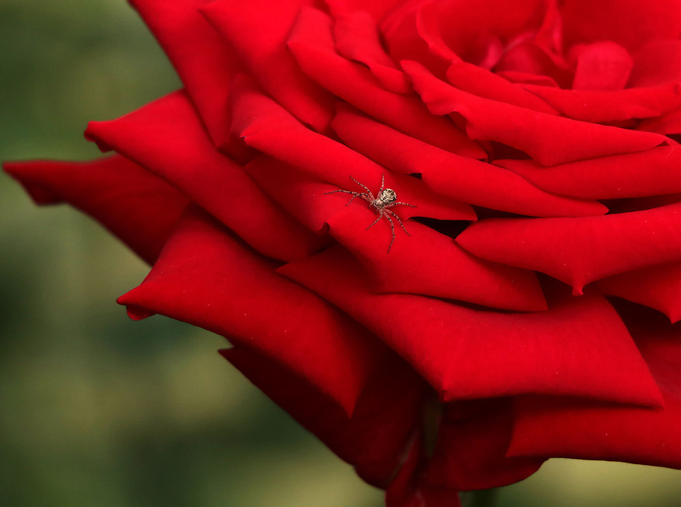 Любитель красоты