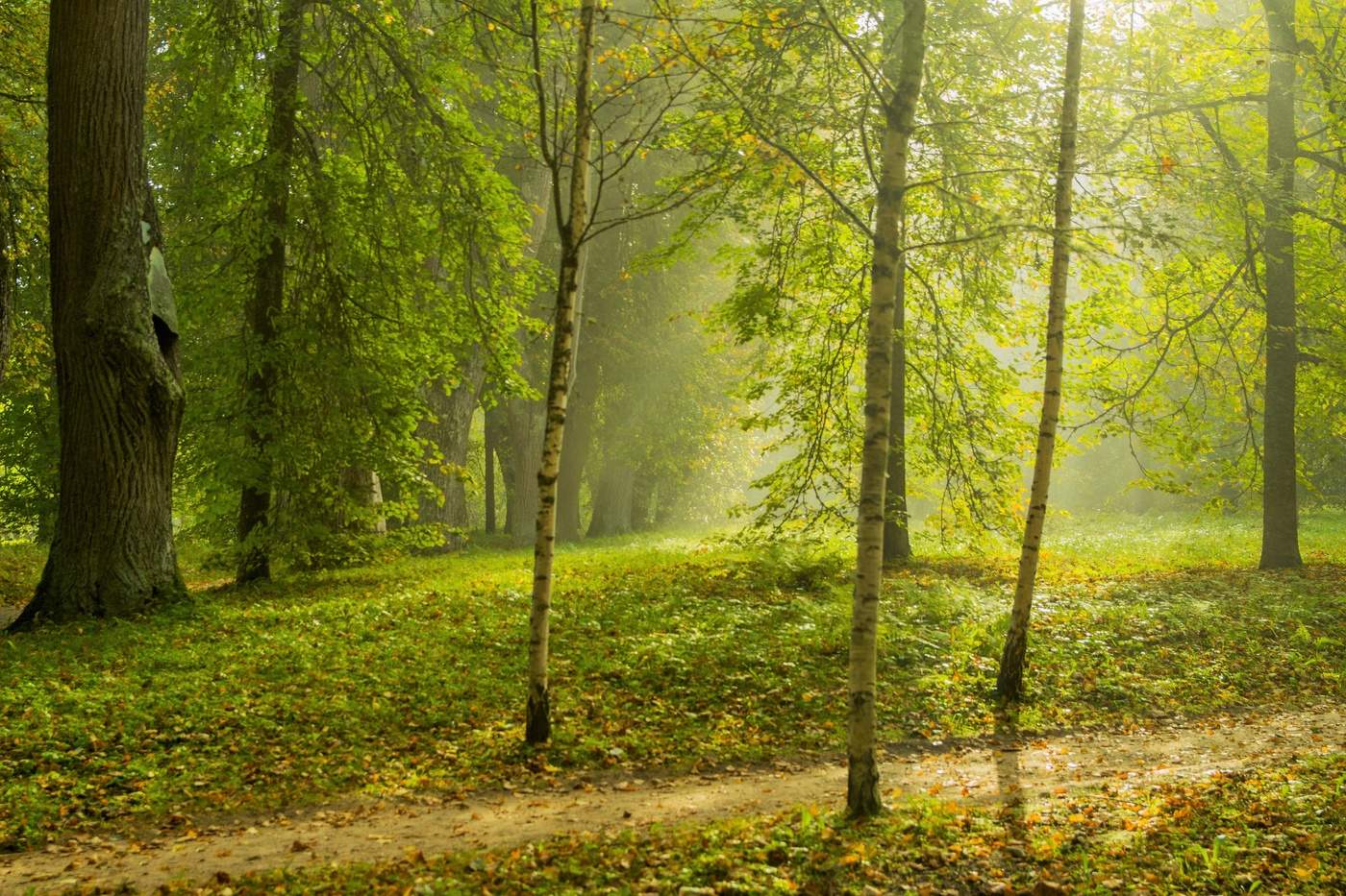 солнечный лес