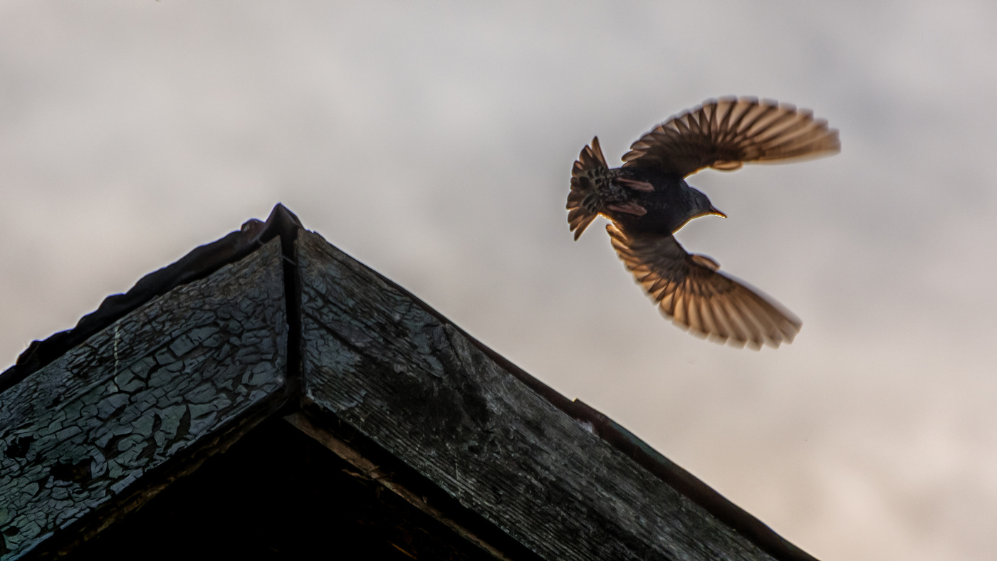 Полет скворца