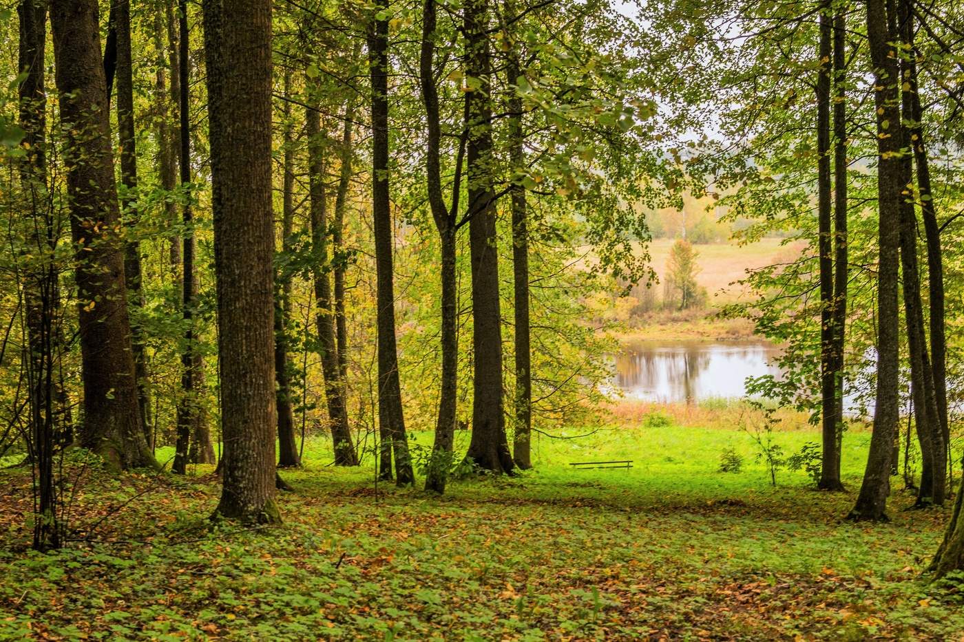 "...Пойдемте слушать шум дубравный..."