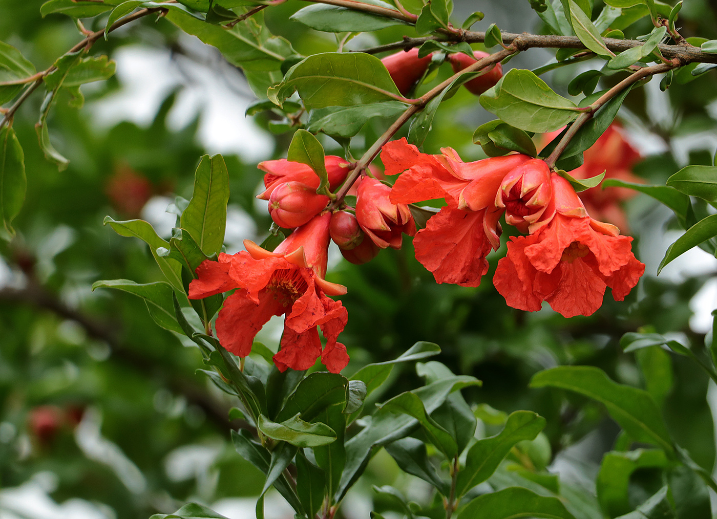Цветение граната