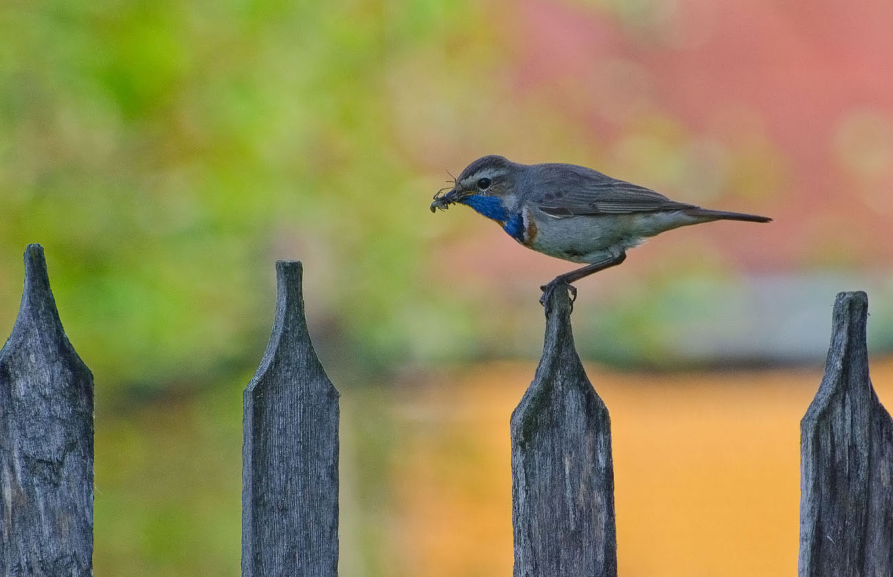Джентльмен у дачи
