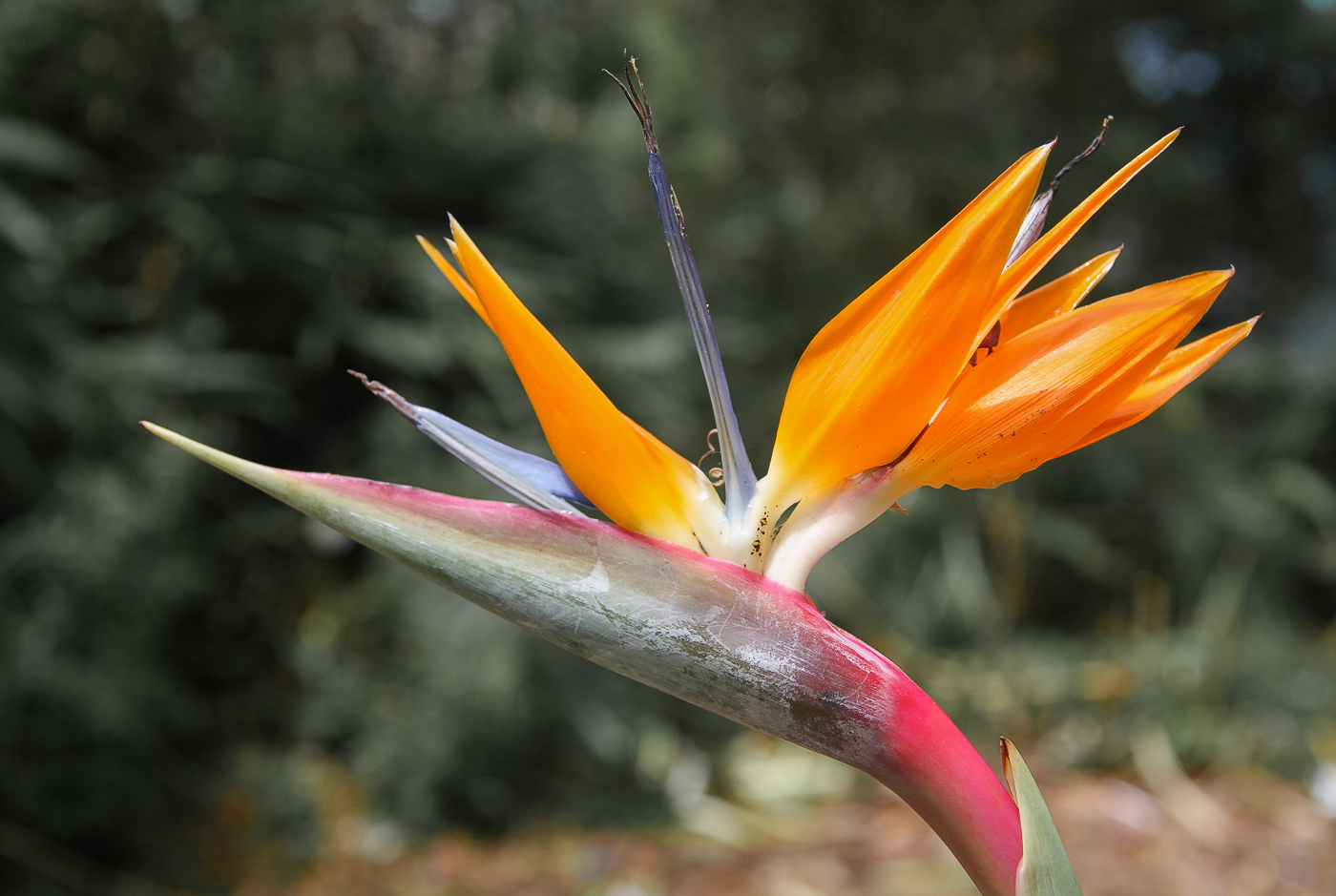 Райская птичка