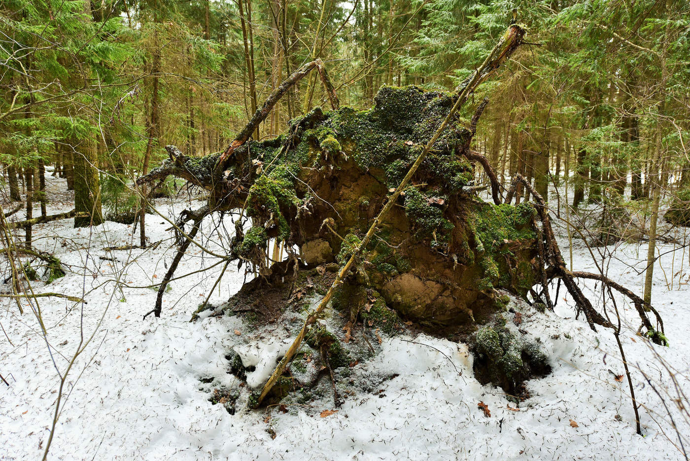 "Упало дерево ..."