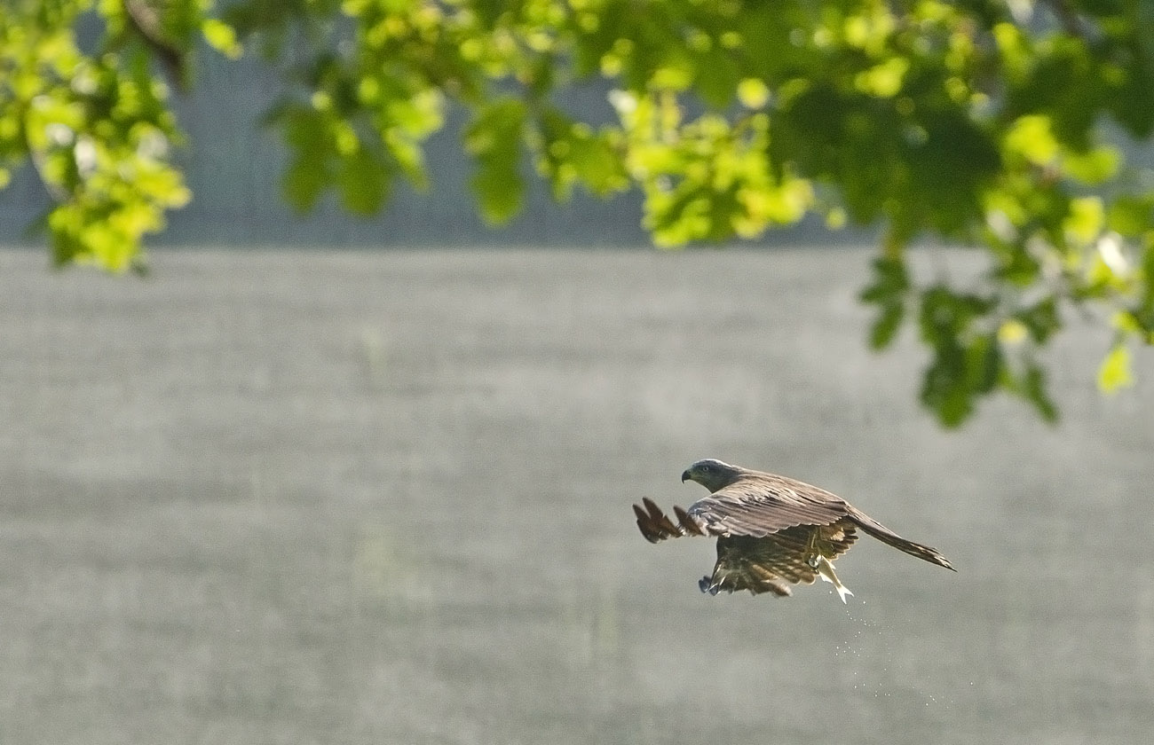 Ловец живого серебра