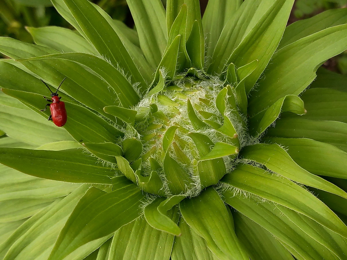 Опасная брошка.