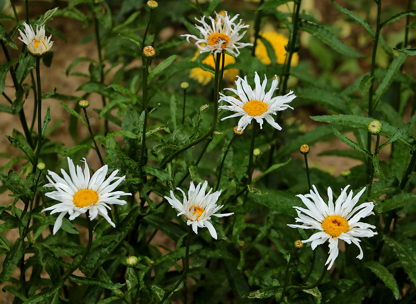 Растрёпы под моим балконом