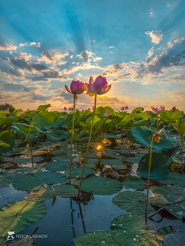 Цветение лотосов в заповеднике!