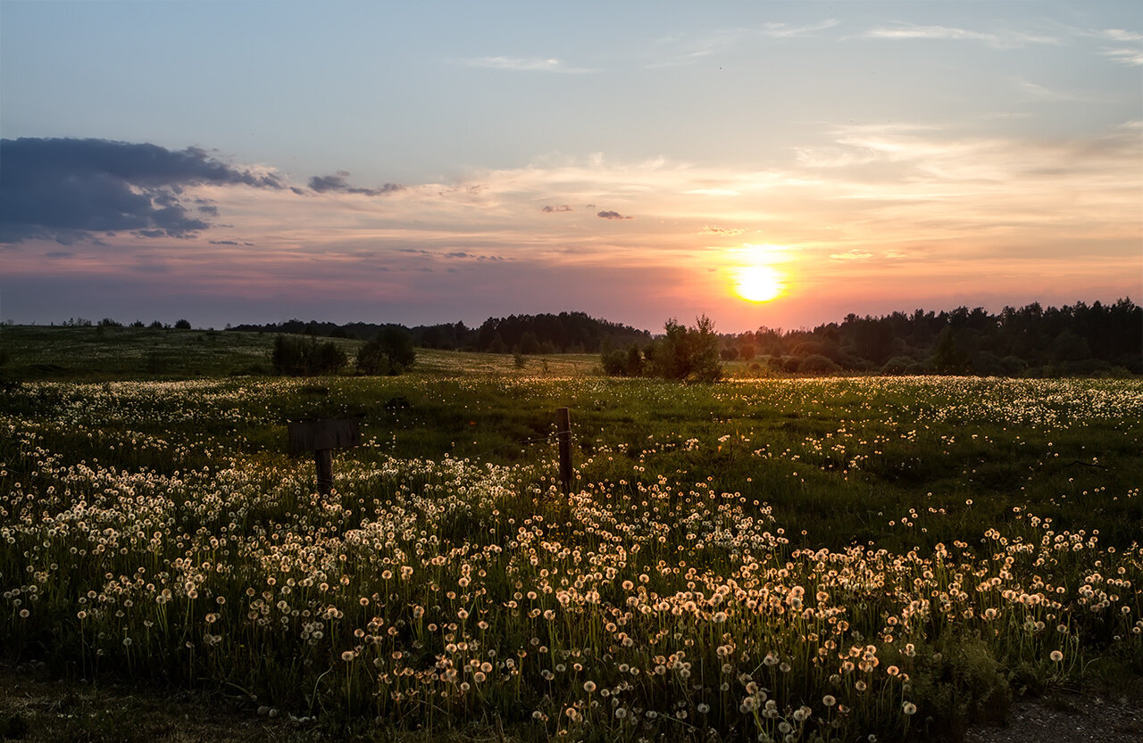 Когда зажигаются одуванчики:)