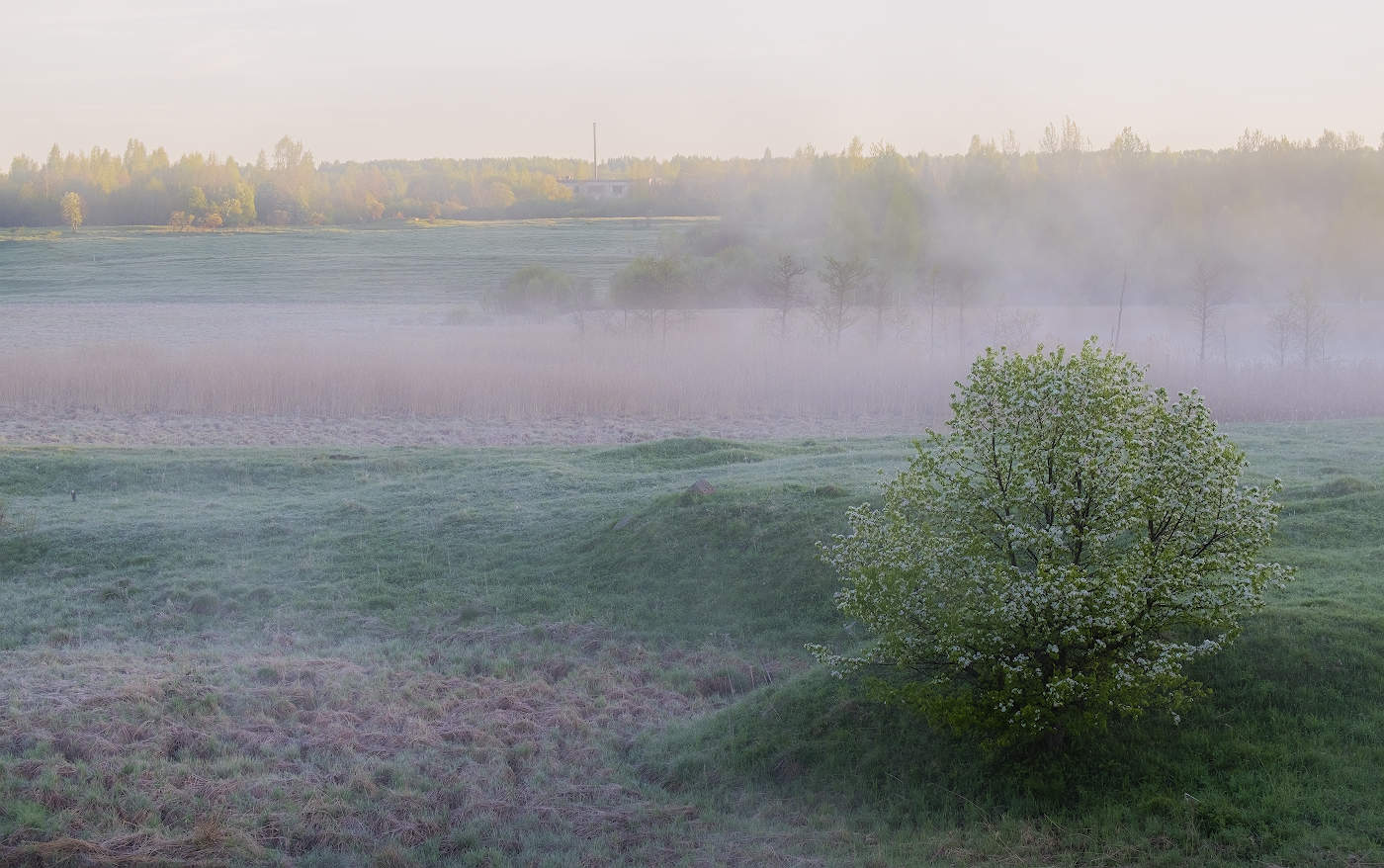 Молочный рассвет