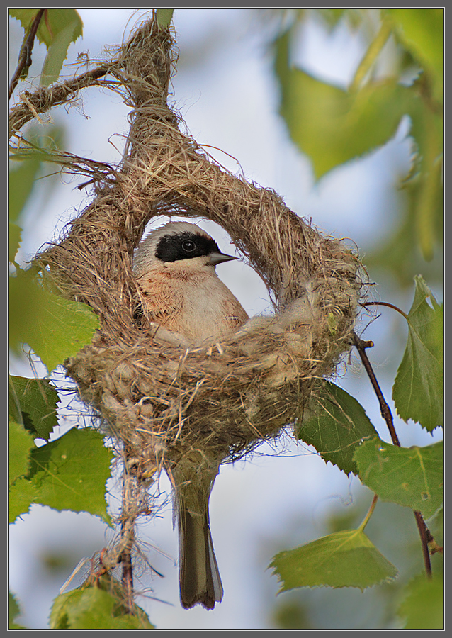 Долгострой