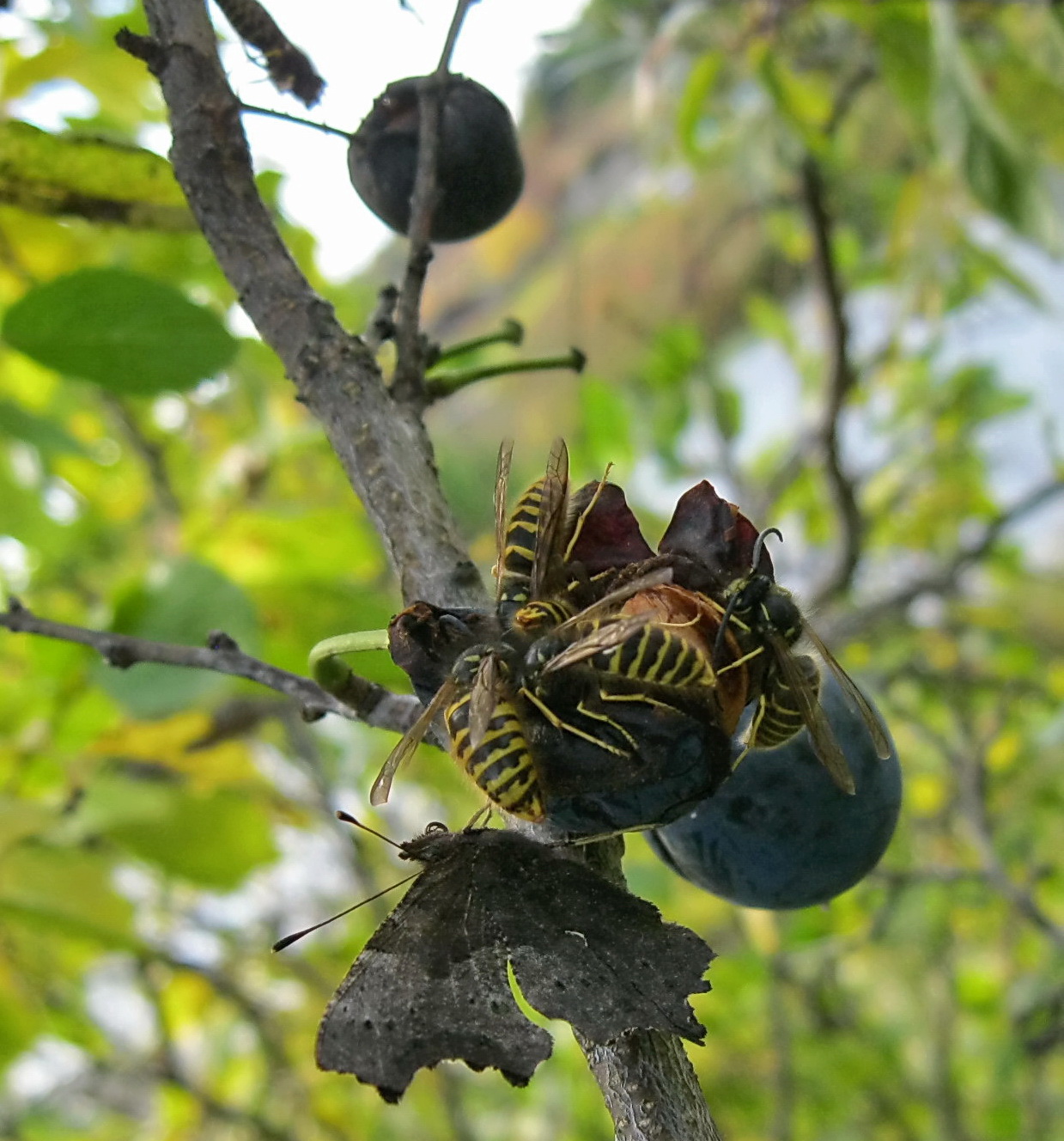 Точка притяжения