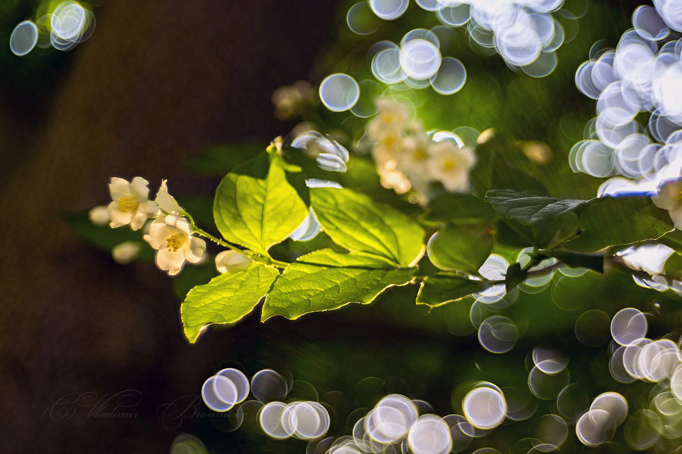 Жасмин цветёт