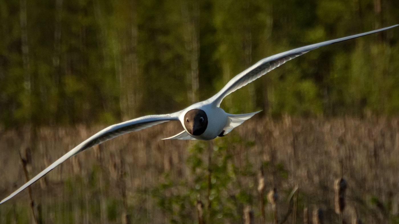 Точка притяжения