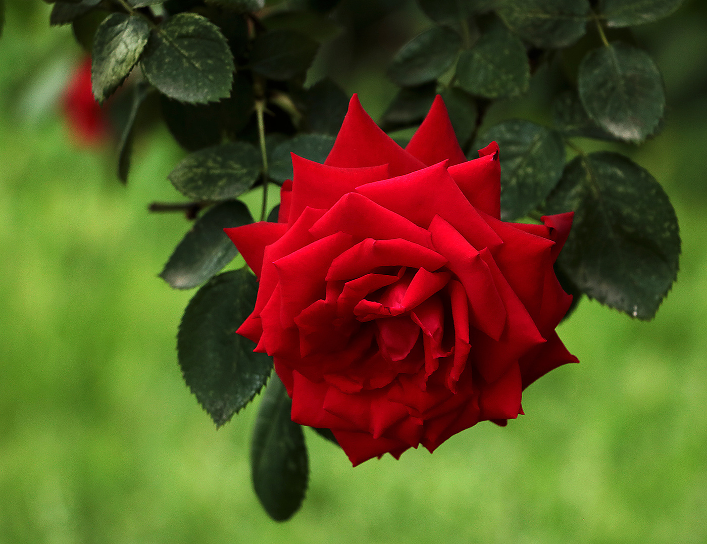 Склонилась...