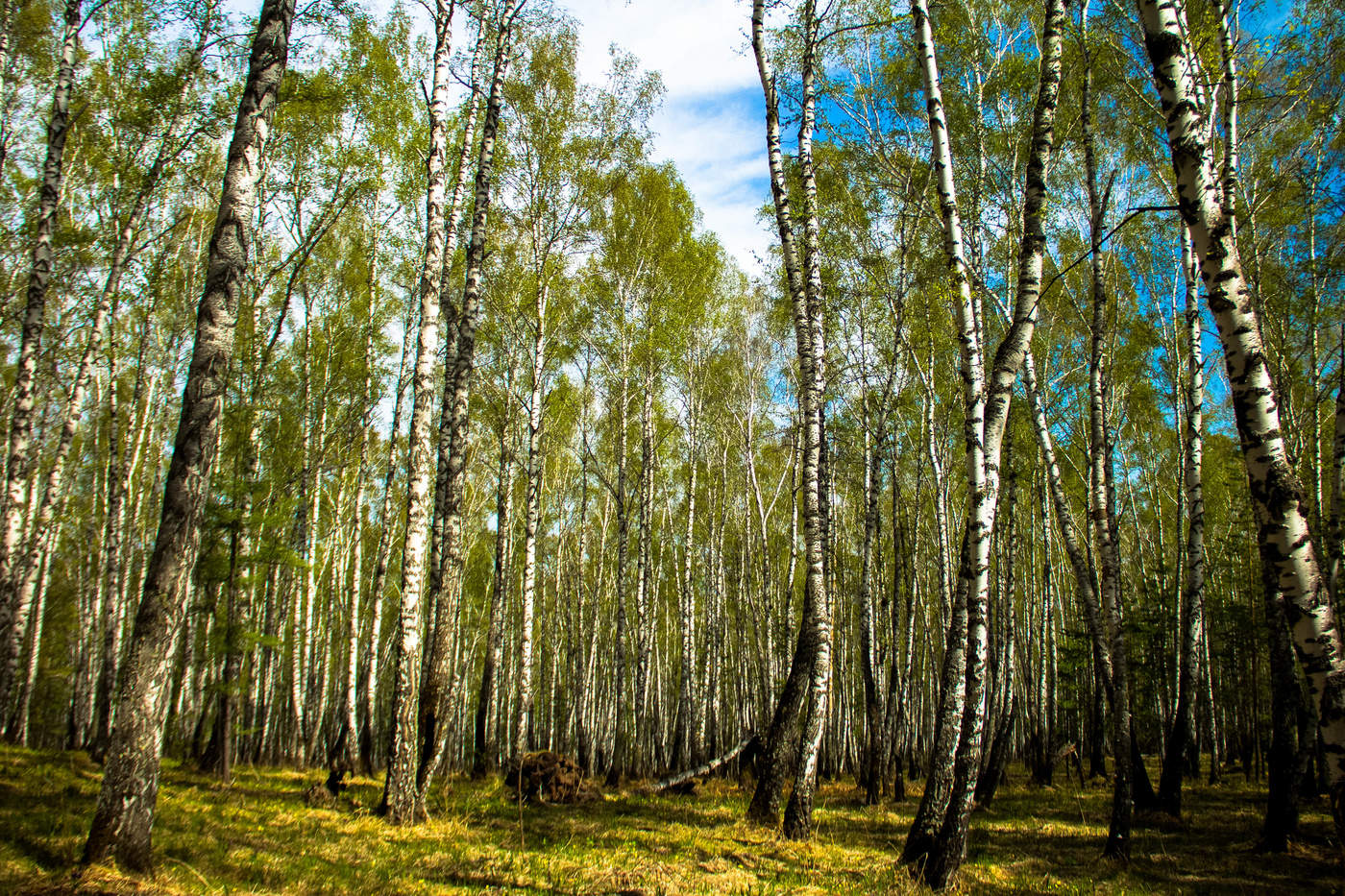 Березовая роща.