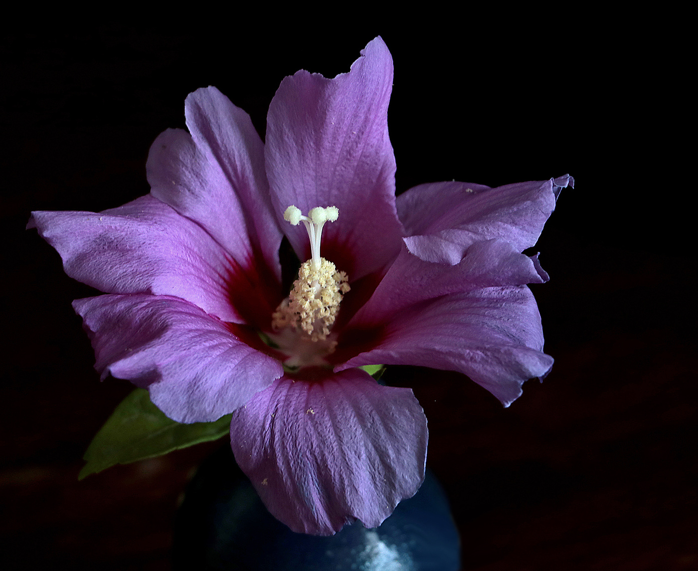 Цветок гибискуса сирийского