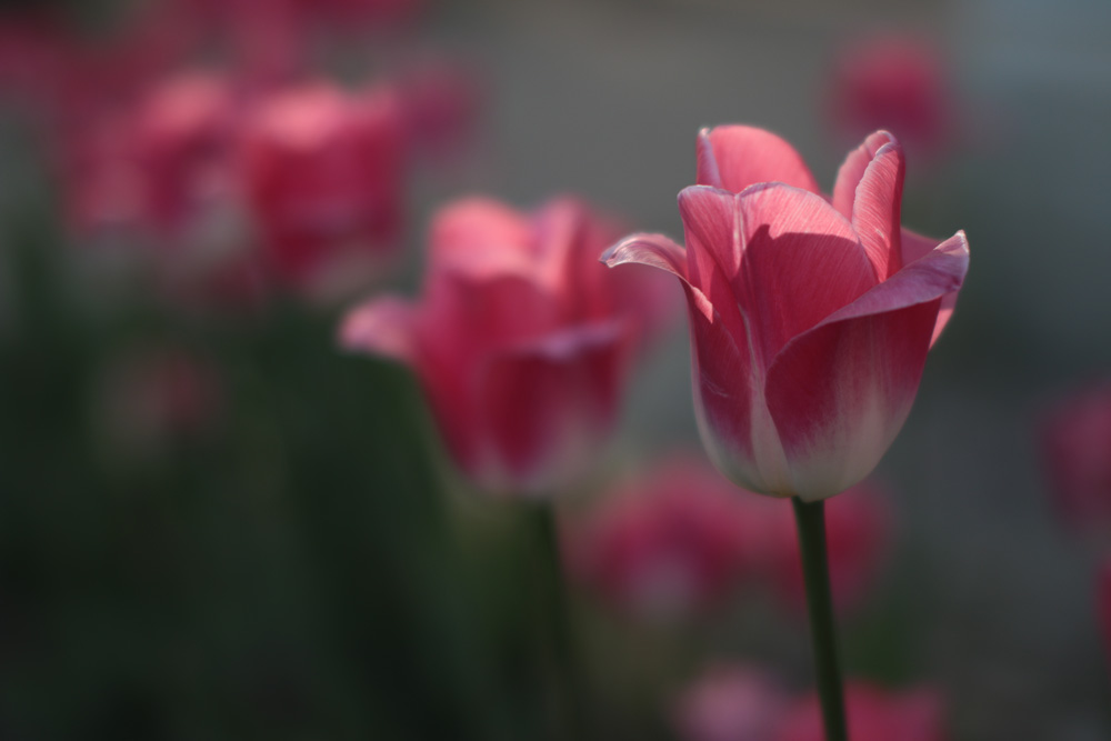 этюд тюльпанный