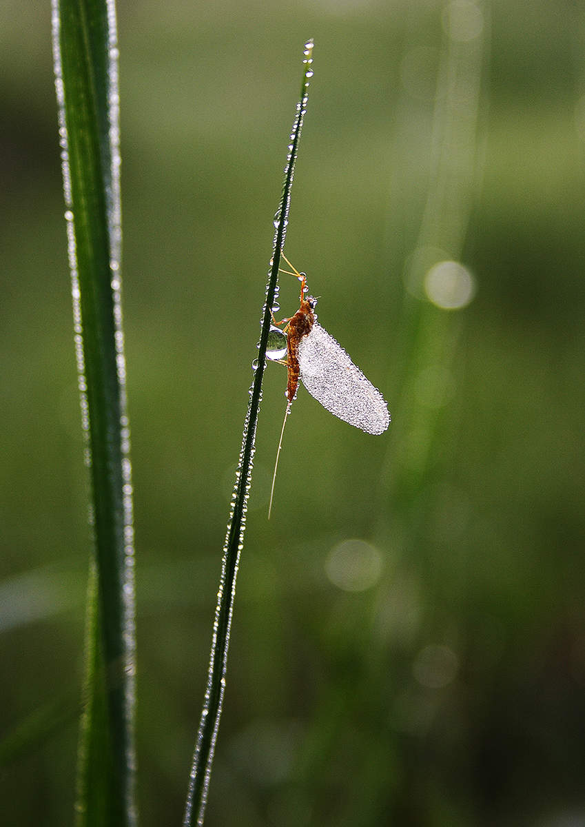 Утренний душ