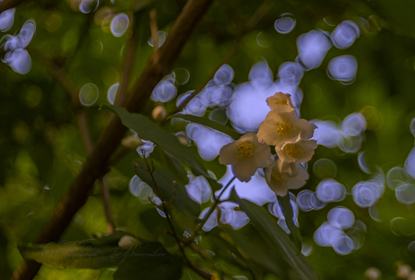 Вечерние цветы