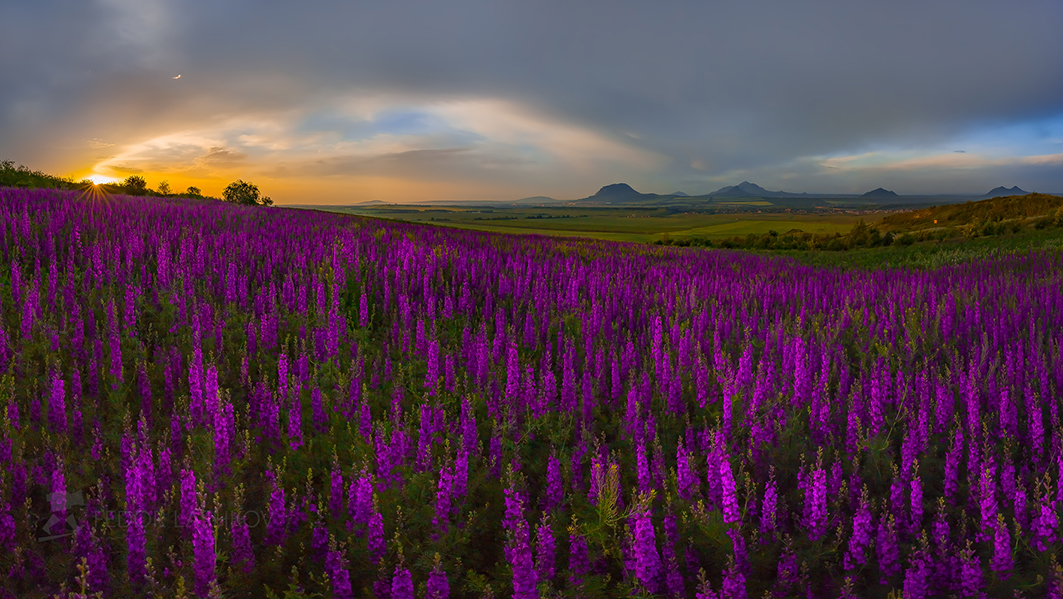 Весенняя сказка цветов