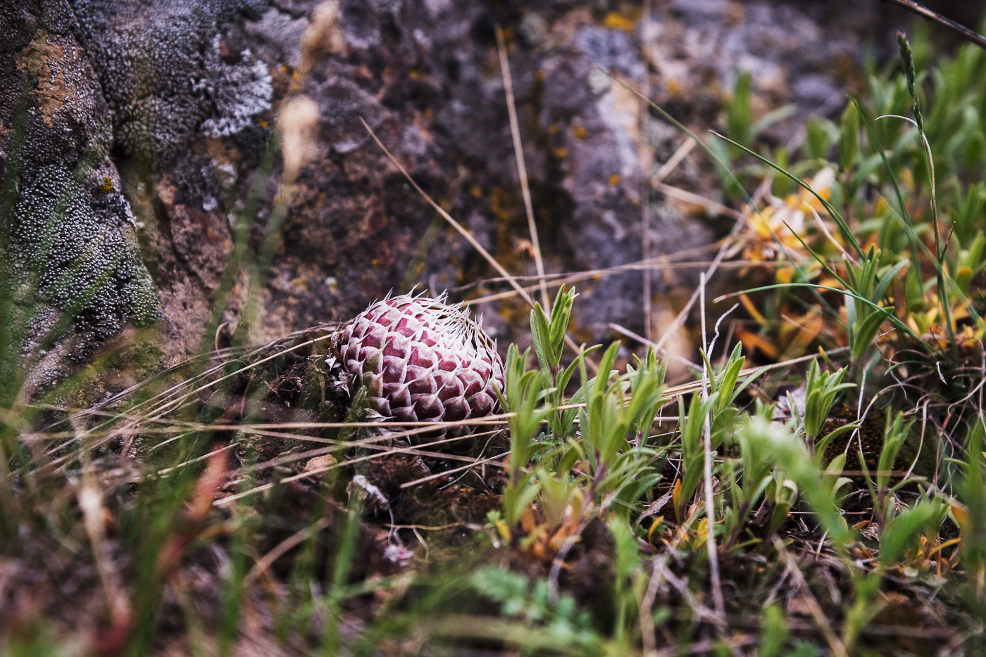 Сибирский ананас