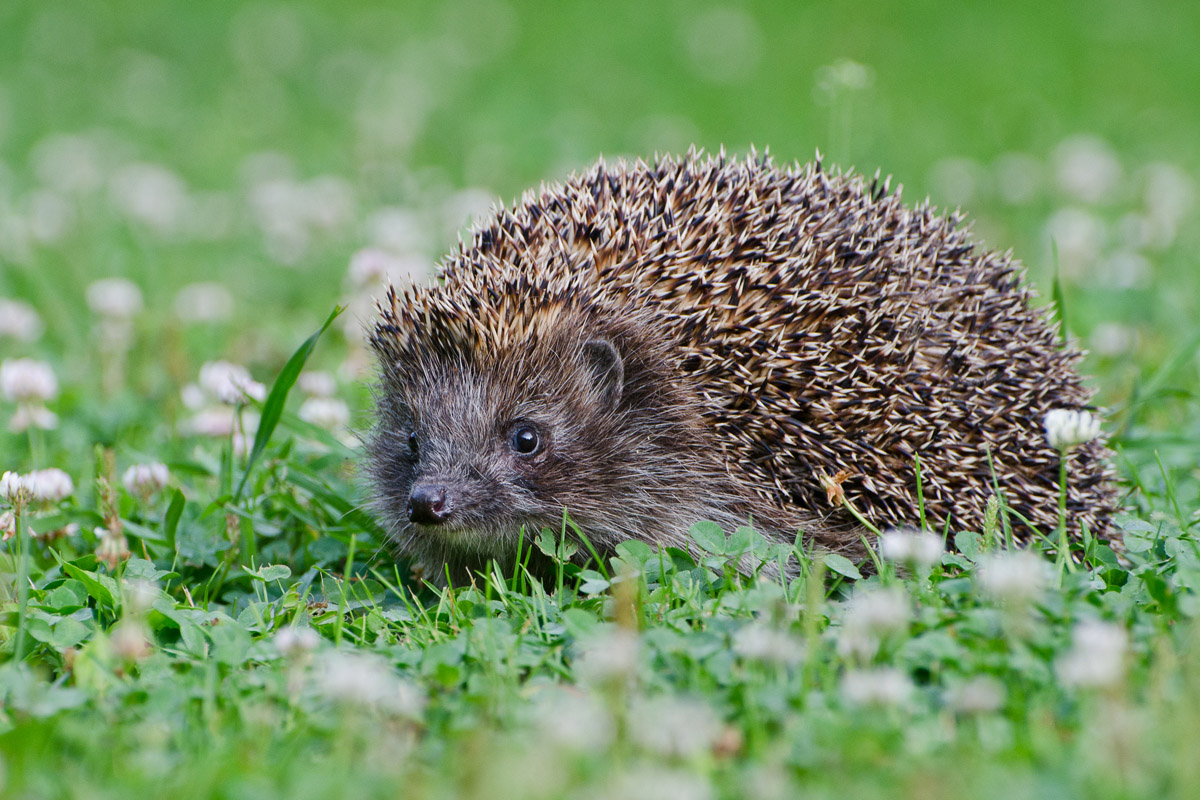 Зверь на клеверном поле