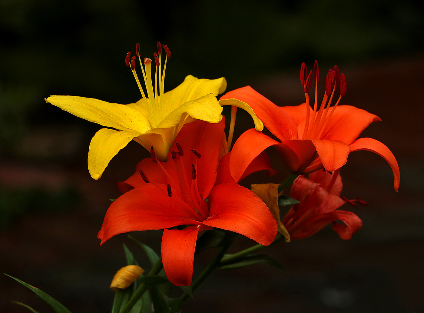 Живой букет лилий