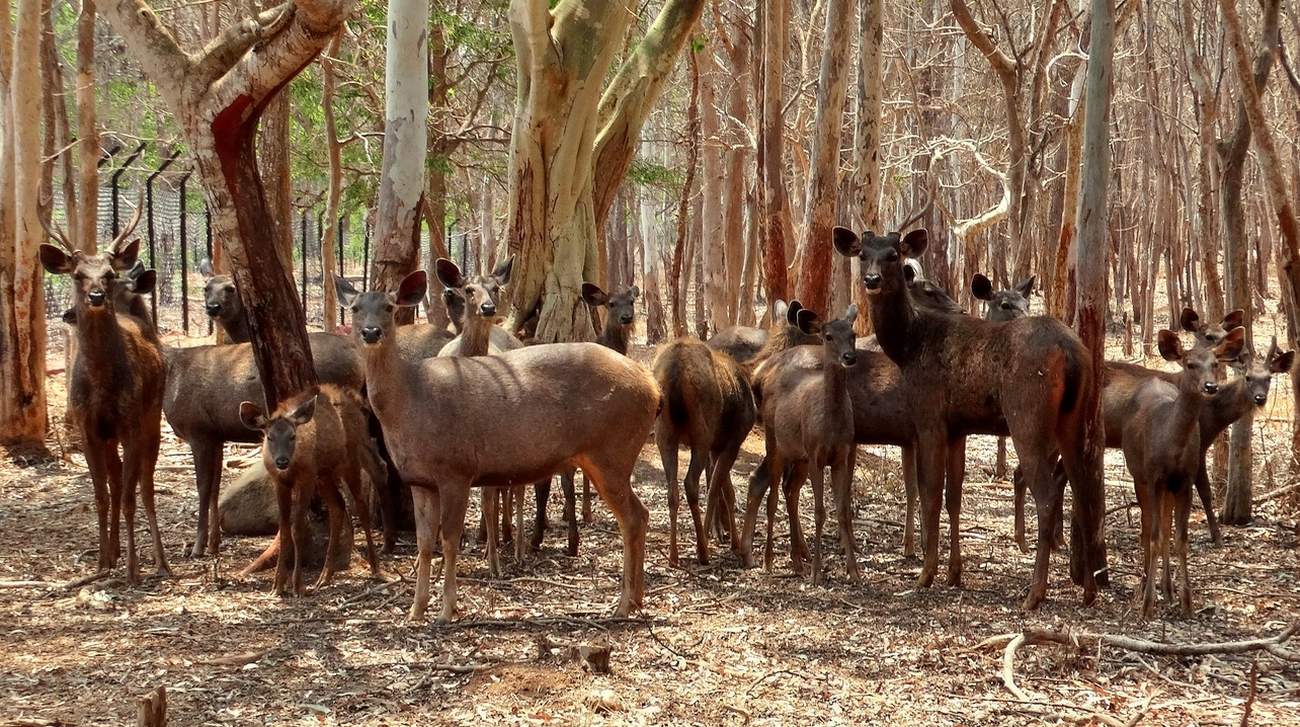 Семейство чернохвостых оленей