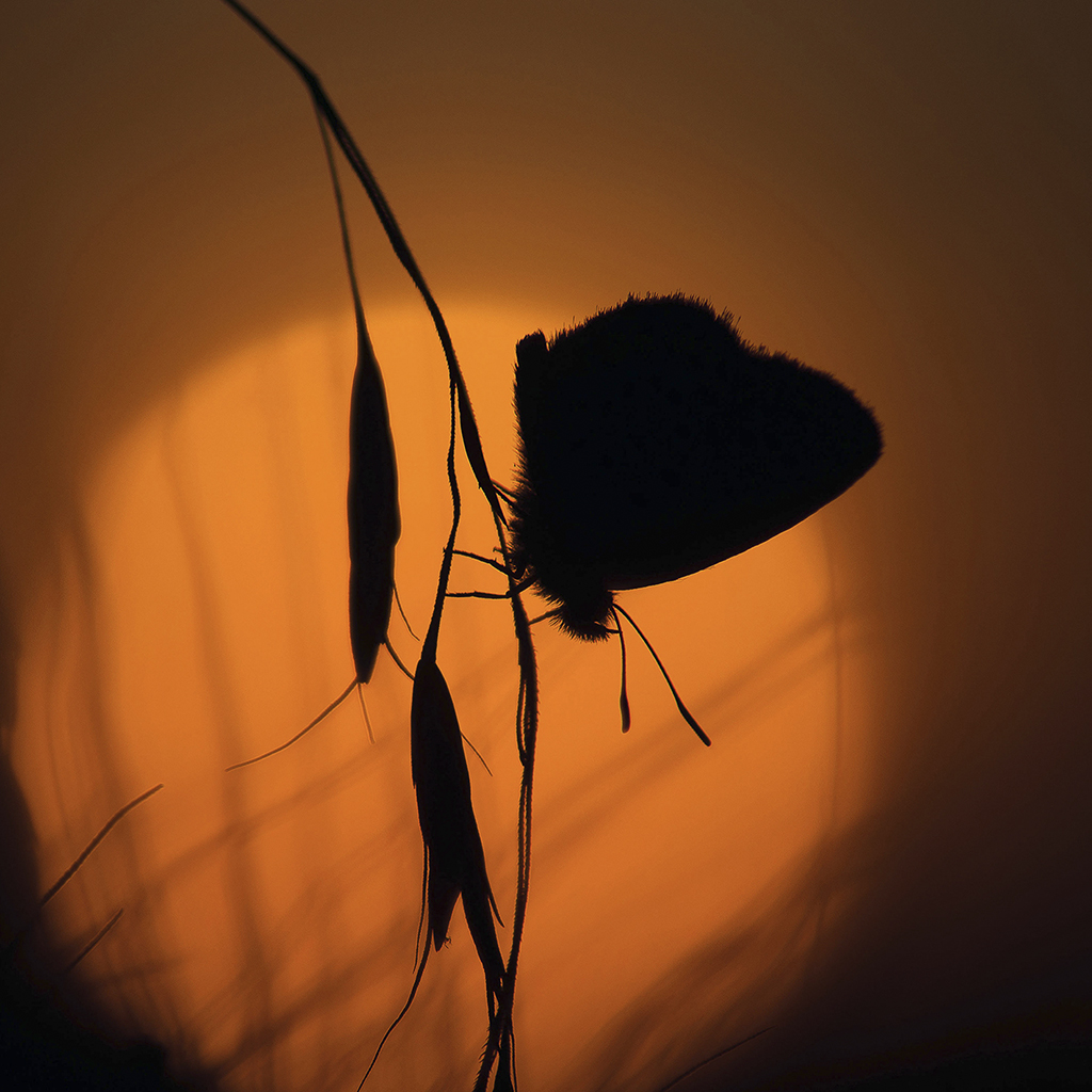 Закат с голубянкой