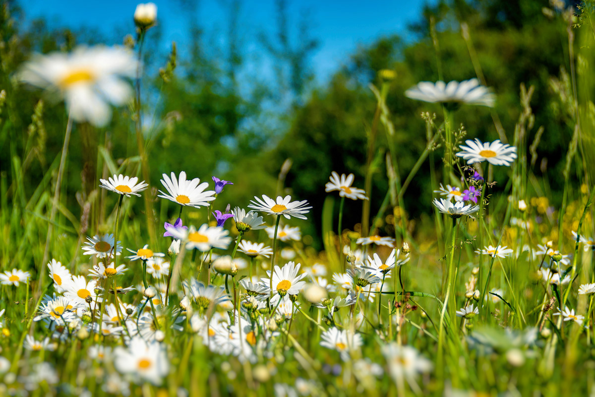 Міншчына. Чэрвеньскае...