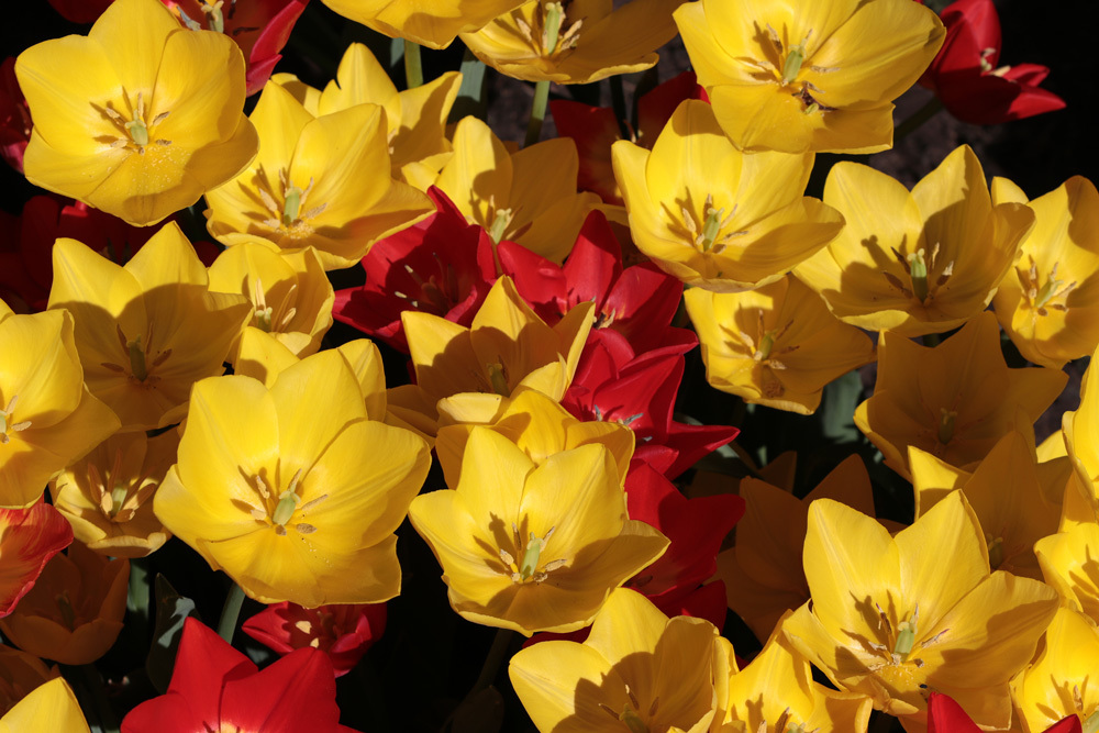 желтое и красное...