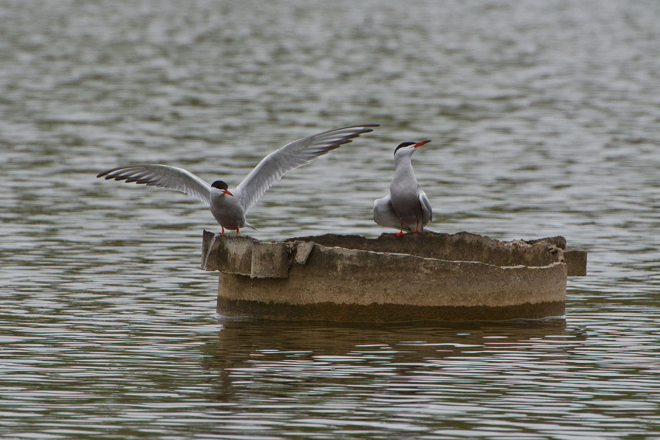 Уж я к ней и так, и этак...