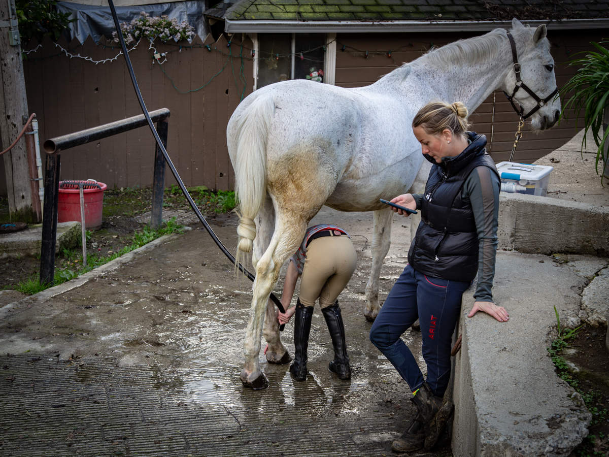 Лошадиные процедуры