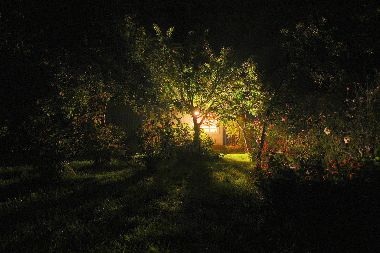 Ночные цветы