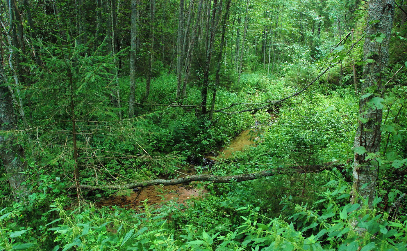 Лесной ручей ...