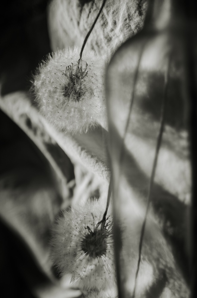 одуванчиковое