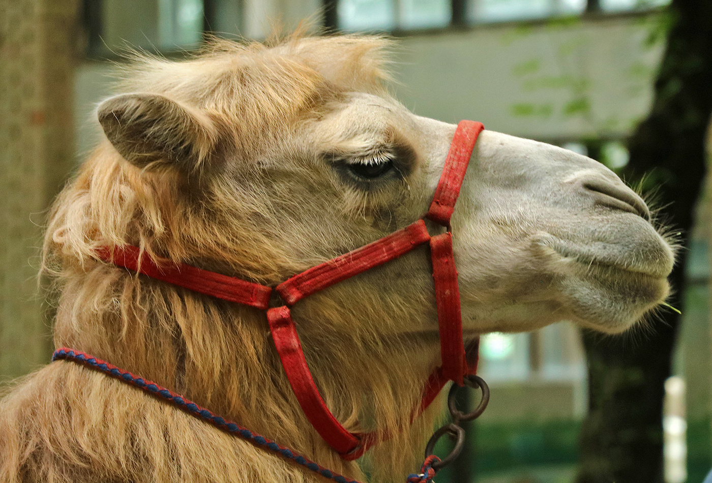 Король пустыни подрабатывает моделью в зоопарке