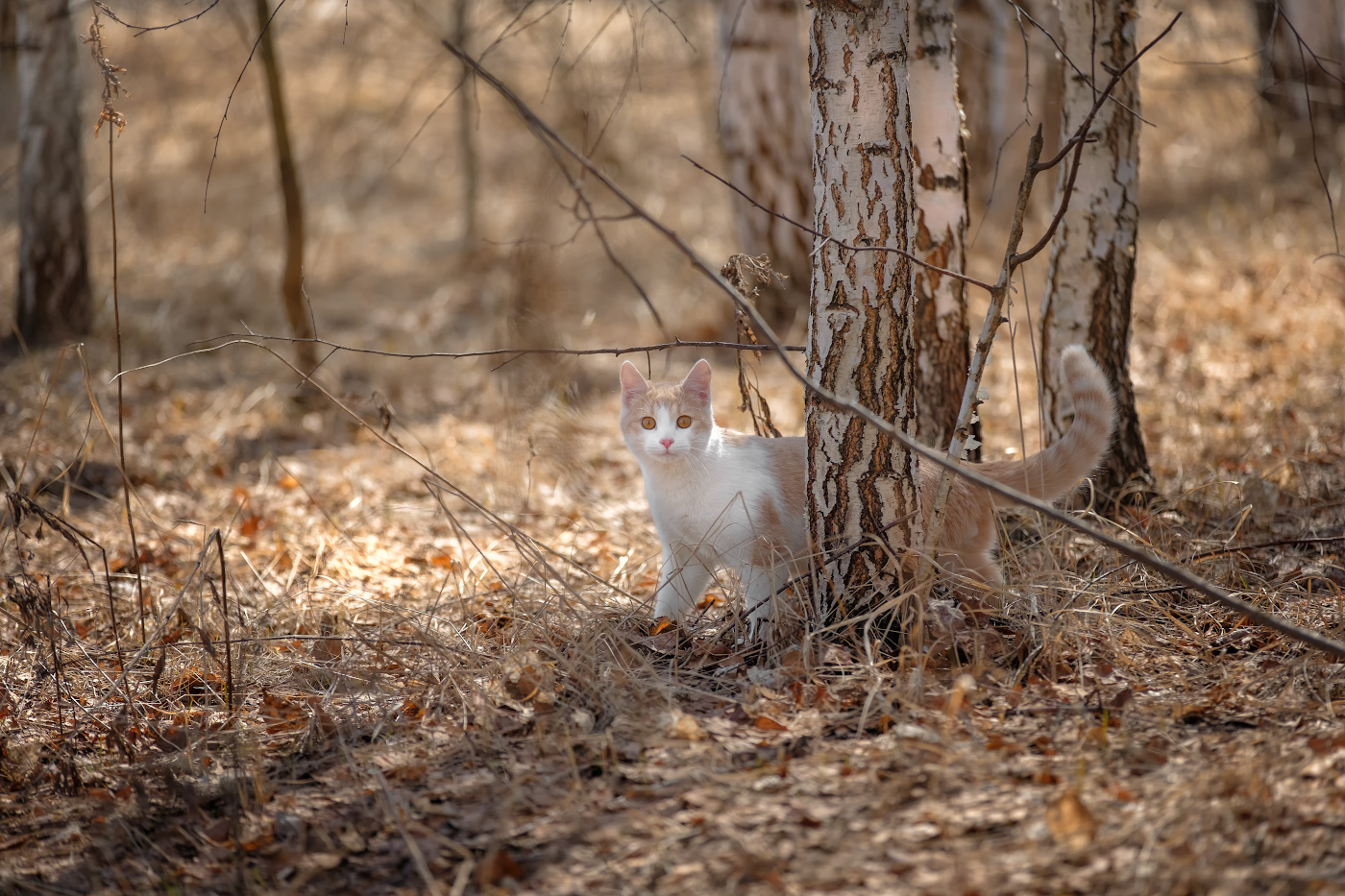 В палевых тонах