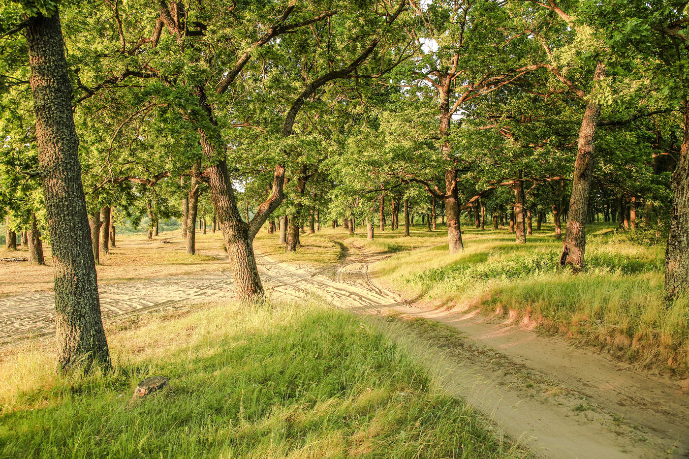 В дубовой роще благодать...