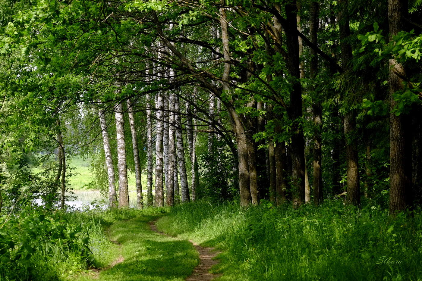 Дубы и берёзки.