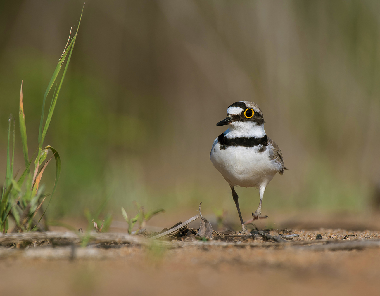 Вечерняя прогулка