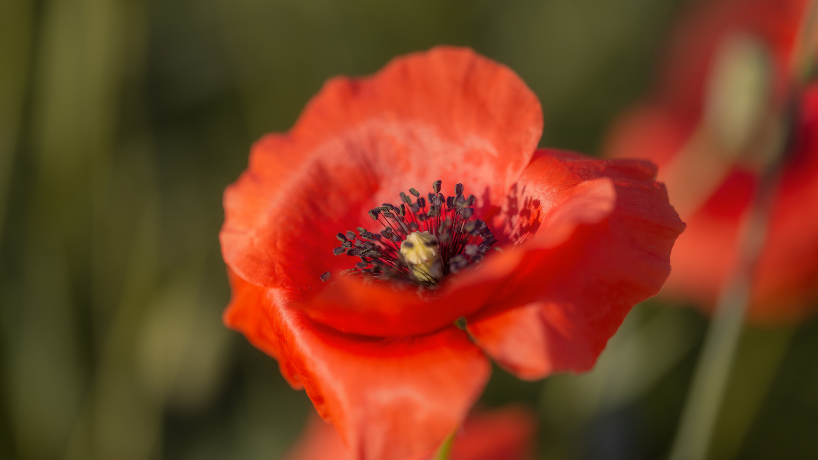 Утренний мак