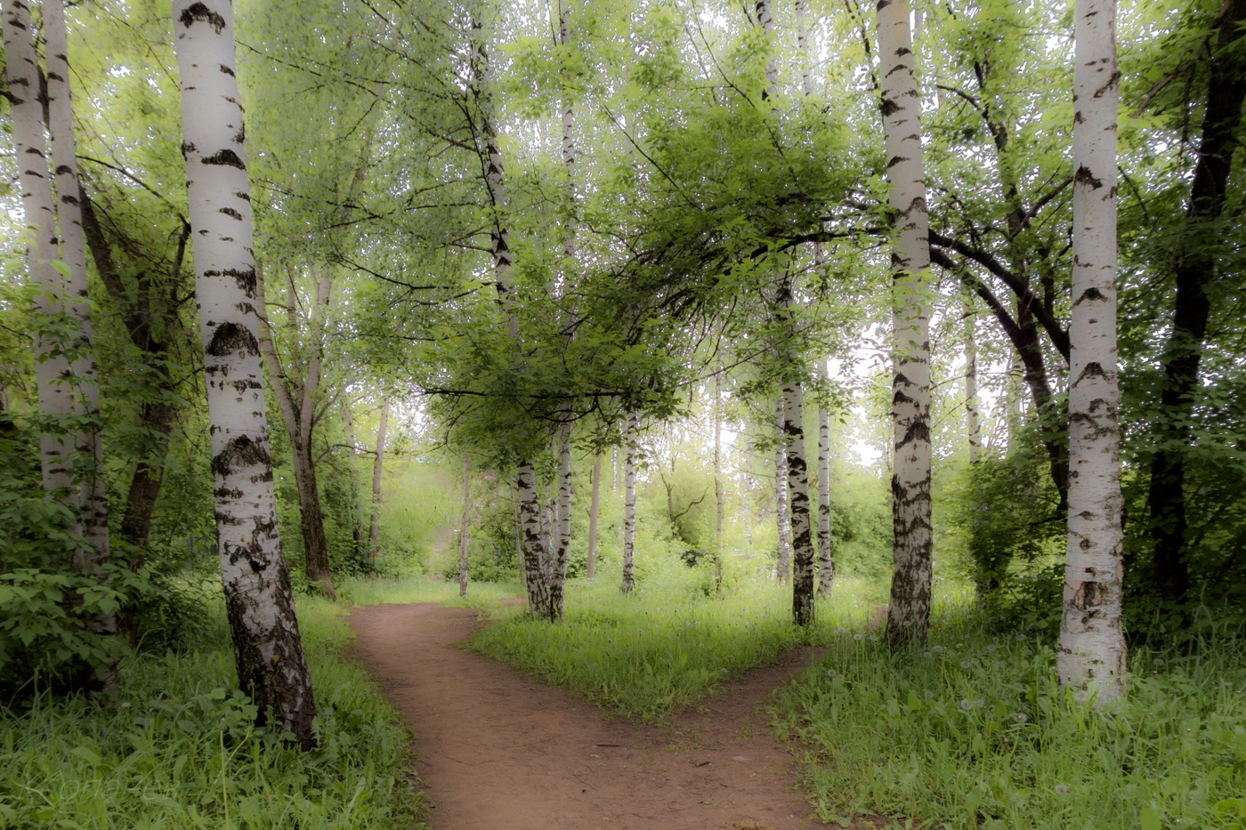 Через берёзки