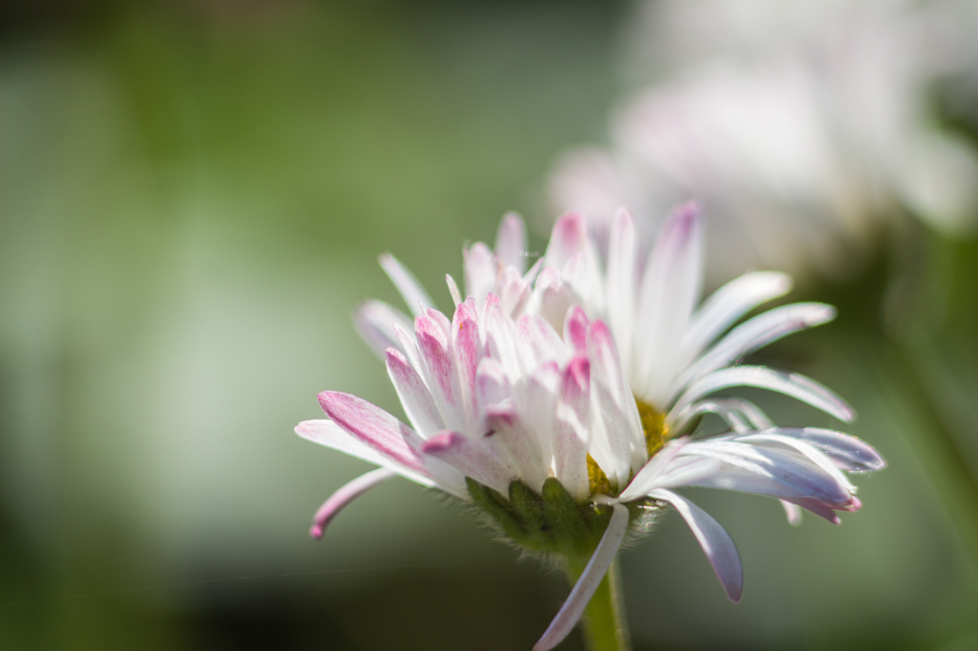 Маргаритка спросонья