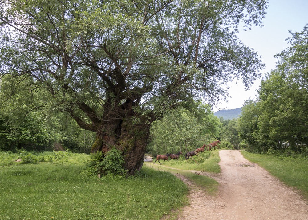 Рысью по Мезмаю...