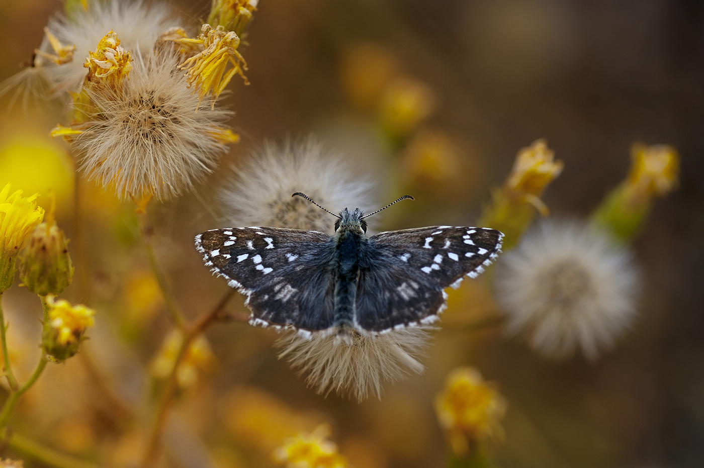 Толстоголовка