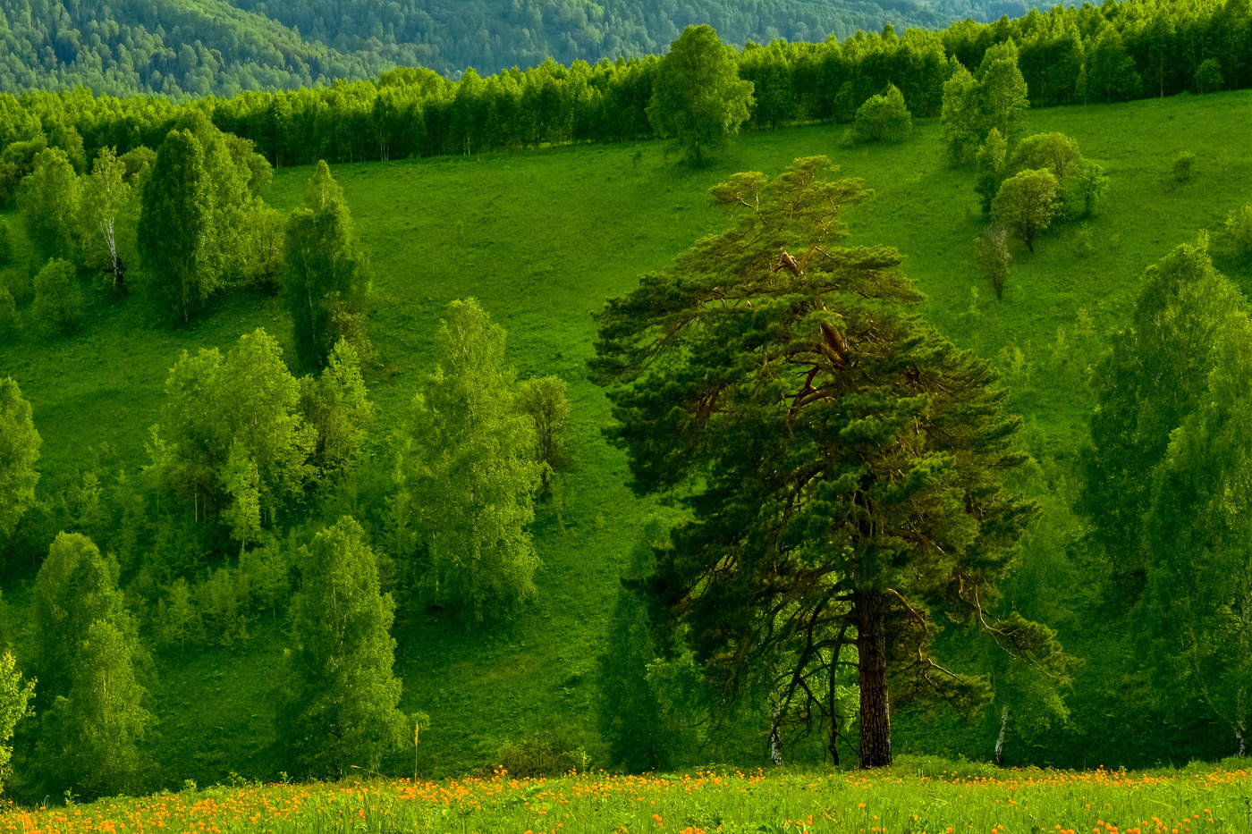 Сибирская сосна ( 2 )