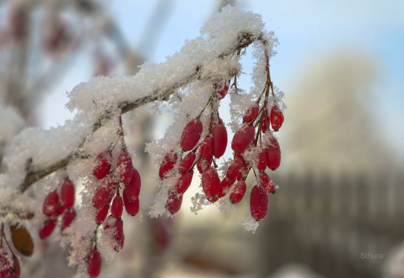 Веточка барбариса.